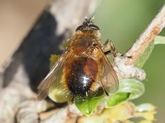 Tachina lurida