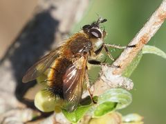 Tachina lurida