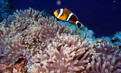 Amphiprion chrysogaster
