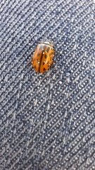 Chrysomela vigintipunctata