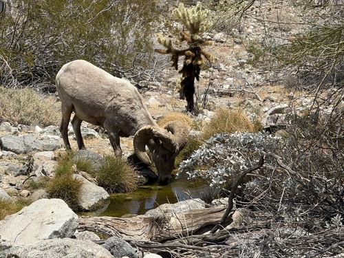iNaturalist observation photo of Desert Bighorn Sheep