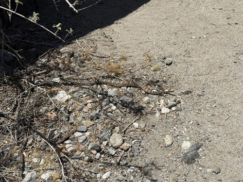 iNaturalist observation photo of Southwestern Speckled Rattlesnake
