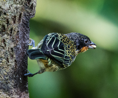 Ixothraupis rufigula