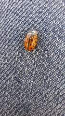 Chrysomela vigintipunctata