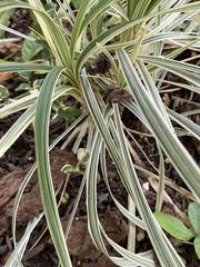 Ophiopogon jaburan