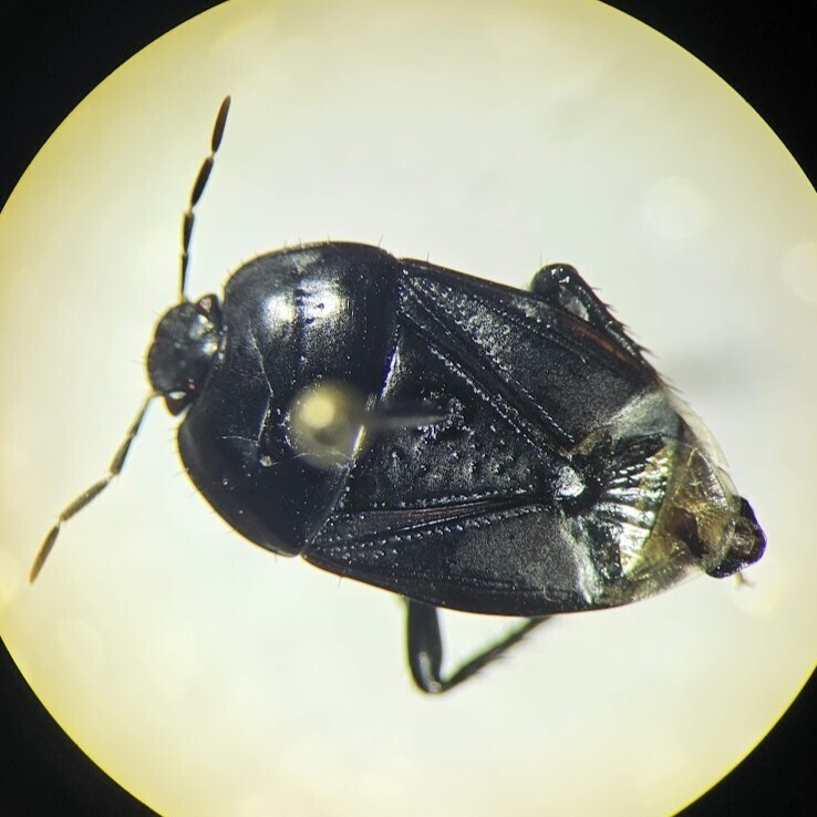 Dallasiellus californicus