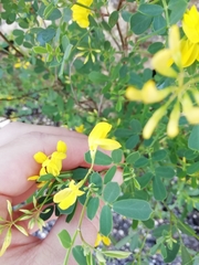 Coronilla