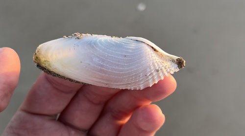 Barnea similis, 2026-05-11