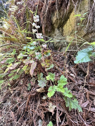 Heuchera pilosissima, photograph 1
