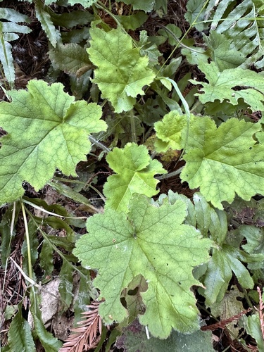 Heuchera pilosissima, photograph 2