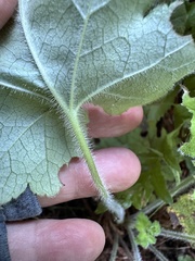 Heuchera pilosissima, photograph author not stated, no rights reserved