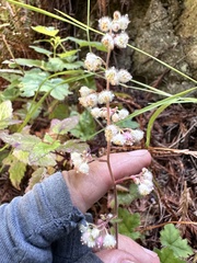 Heuchera pilosissima, photograph author not stated, no rights reserved