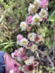 Heuchera pilosissima, photograph author not stated, no rights reserved