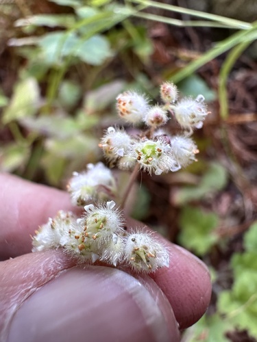 Heuchera pilosissima, photograph 6