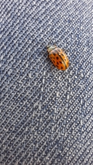 Chrysomela vigintipunctata