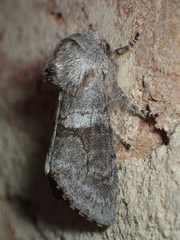 Psaphida grandis