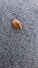 Chrysomela vigintipunctata