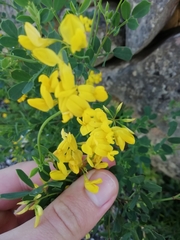 Coronilla