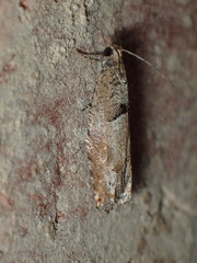 Pseudexentera sepia