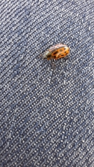 Chrysomela vigintipunctata