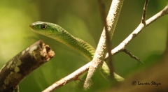 Philothamnus hoplogaster