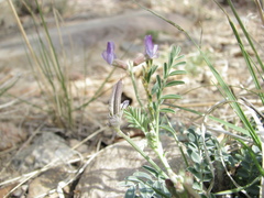 Astragalus nothoxys