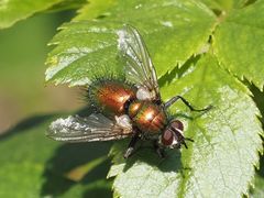Gymnocheta viridis