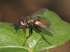 Gymnocheta viridis