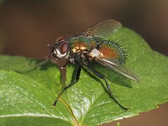 Gymnocheta viridis