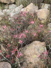 Calliandra eriophylla