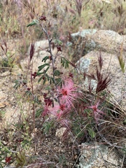Calliandra eriophylla