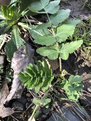 Pastinaca