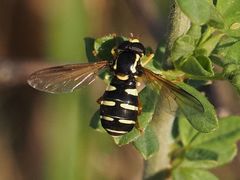 Xanthogramma citrofasciatum