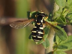 Xanthogramma citrofasciatum