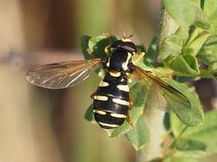 Xanthogramma citrofasciatum