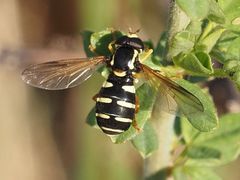 Xanthogramma citrofasciatum