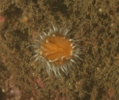 Anthothoe albocincta