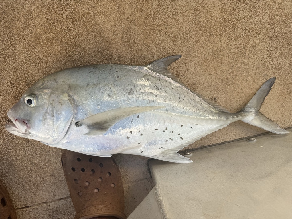 Bluespotted trevally (Caranx bucculentus) — Carangidae