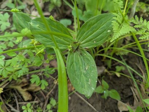 Trillium sessile, photograph 2