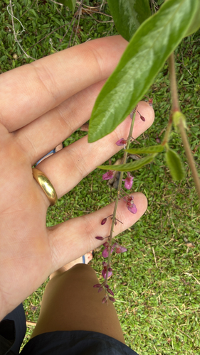 Desmodium incanum observed 2026-05-19