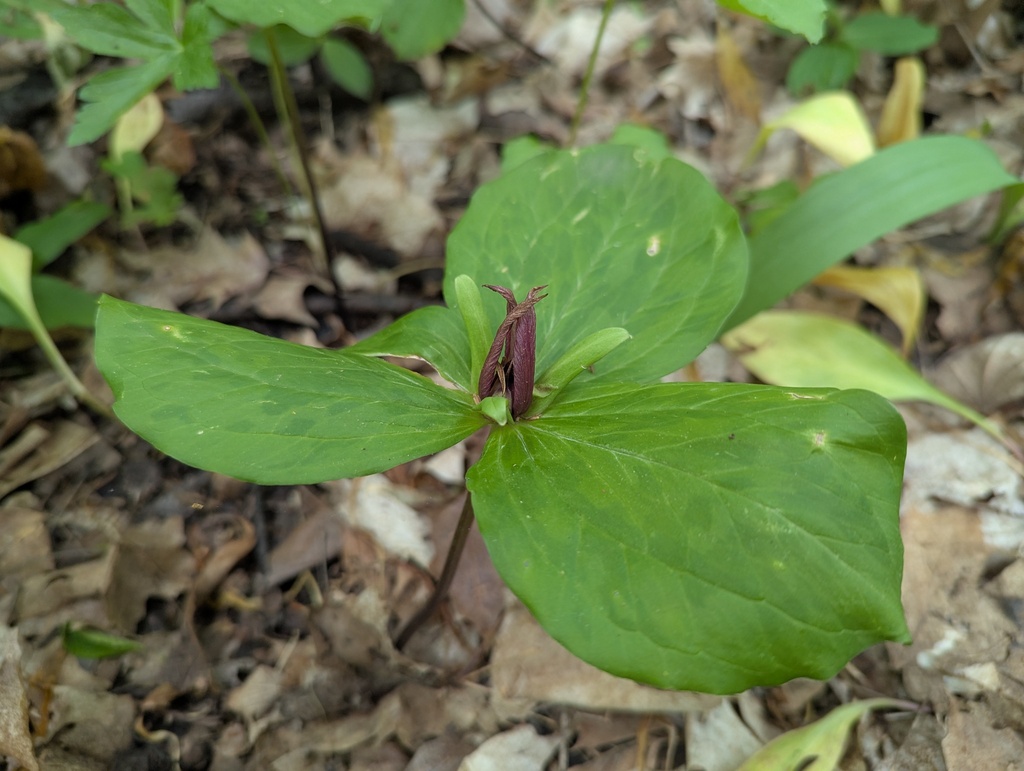 Trillium sessile; photograph (c) Ryan Sorrells, some rights reserved (CC BY)