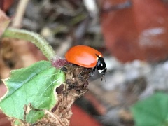 Hippodamia quinquesignata