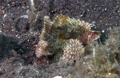 Waspfish photo 4