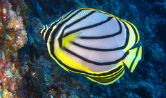 Chaetodon meyeri