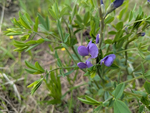 Baptisia australis