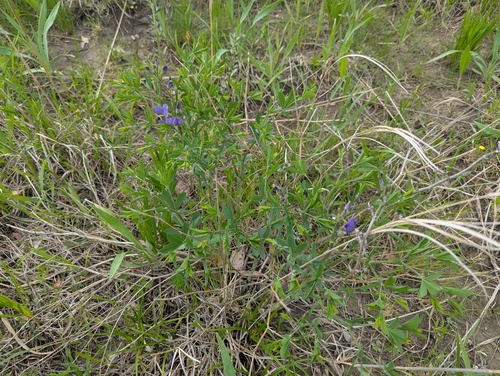 Baptisia australis