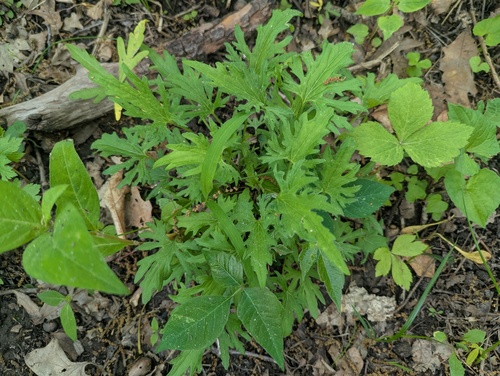 Viola subsinuata, photograph 5