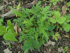 (c) Ryan Sorrells, some rights reserved (CC BY) Viola subsinuata, photograph (c) Ryan Sorrells, some rights reserved (CC BY)