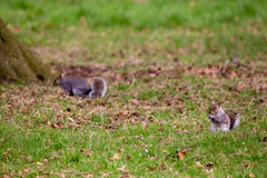 Sciurus carolinensis
