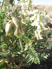 Astragalus praelongus